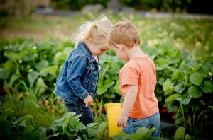 Strawberry pickin 2013 (9)
